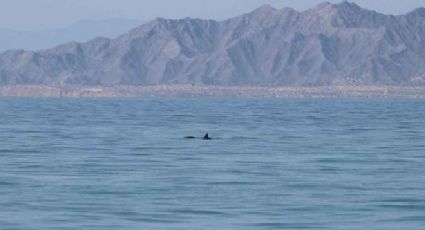 ¡Hay esperanza! Avistan 2 crías de la vaquita marina; podría comenzar a alejarse de la extinción