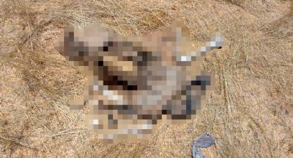 Encuentran restos humanos en predio baldío de Hermosillo; se trataría de un hombre