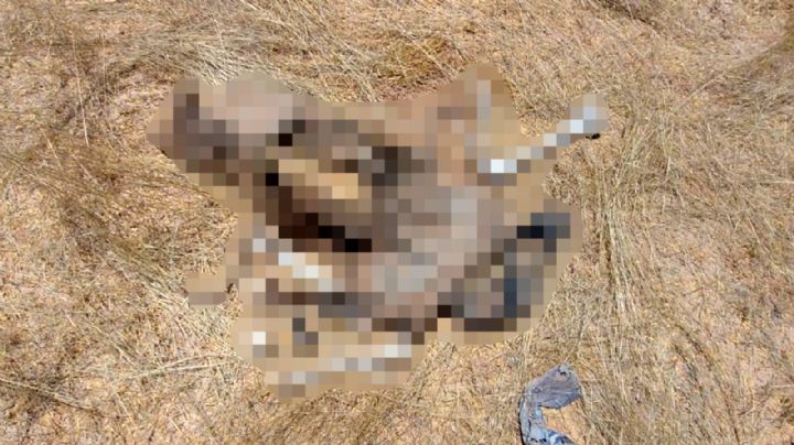Encuentran restos humanos en predio baldío de Hermosillo; se trataría de un hombre