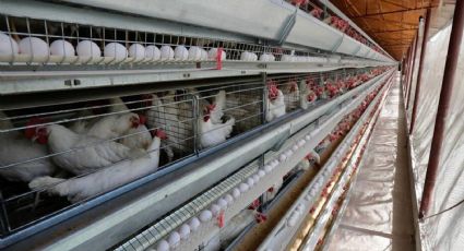 Autoridades colocarán cerco sanitario para evitar el ingreso de influenza aviar a Sonora