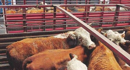 Sonora disminuirá en 30% exportación de ganado a EU por sequía, reporta la UGRS
