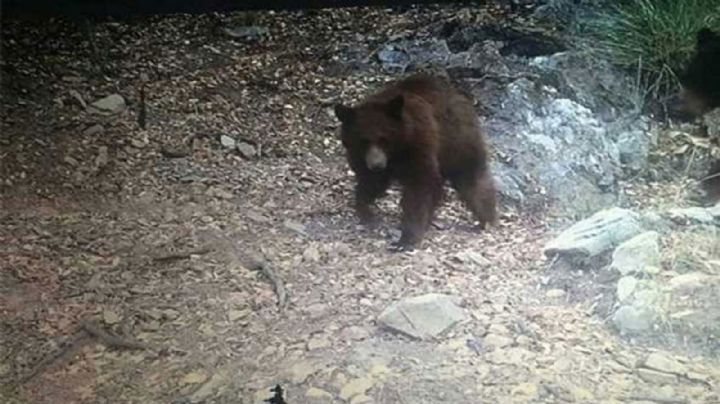 Protección Civil reubicará a osos encontrados vagando por Bacoachi cerca de la población