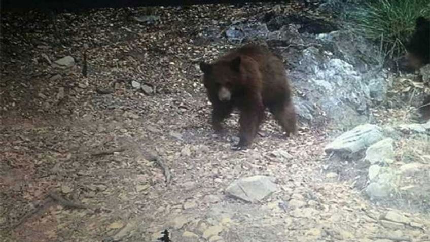 Protección Civil reubicará a osos encontrados vagando por Bacoachi cerca de la población