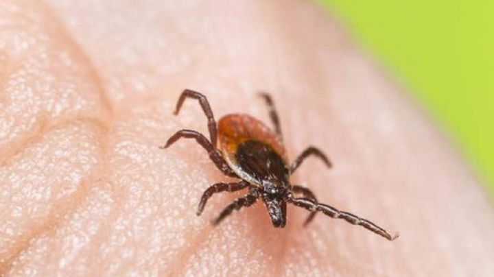 Sonora registra más de 50 casos de rickettsia este 2022; cifra se mantiene baja: Salud