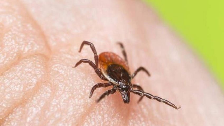 Sonora registra más de 50 casos de rickettsia este 2022; cifra se mantiene baja: Salud