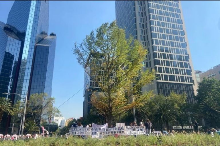 Ahuehuete de la CDMX