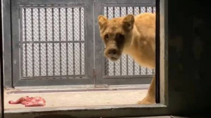 A salvo: Zoológico de Chapultepec recibe a 22 especies procedentes de Black Jaguar