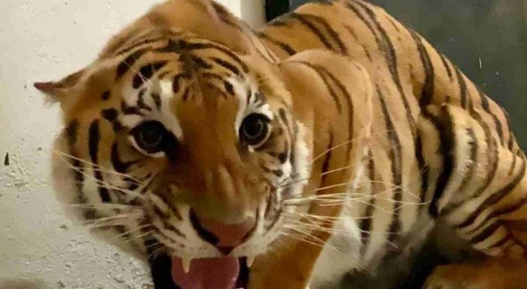 Felinos llegan a Chapultepec 