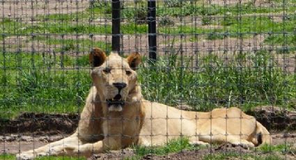 Lamentable: Confirman muerte de una leona rescatada de la fundación Black Jaguar