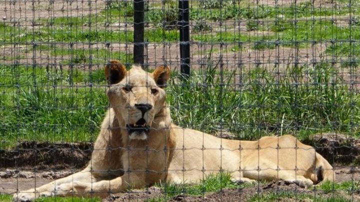 Lamentable: Confirman muerte de una leona rescatada de la fundación Black Jaguar