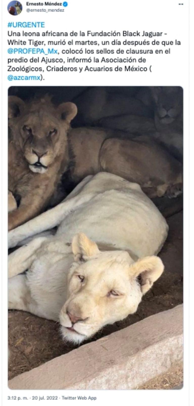 Muere leona rescatada 