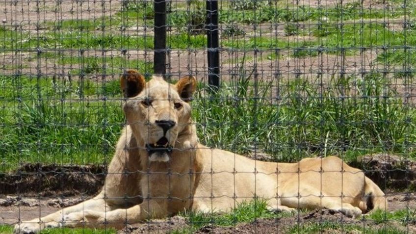 Lamentable: Confirman muerte de una leona rescatada de la fundación Black Jaguar