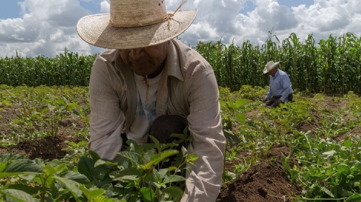 Crisis en campo de Sonora: Altos costos de fertilizantes 'golpean' a agricultores locales