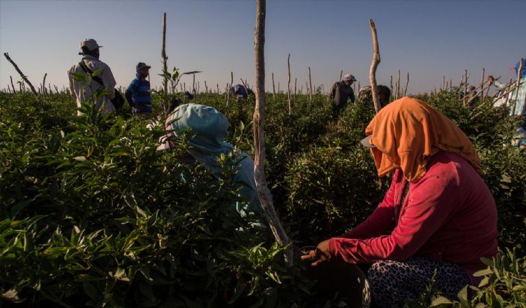 El costo de los insumos agrícolas 'golpea' a los productores en Sonora. Foto: Internet