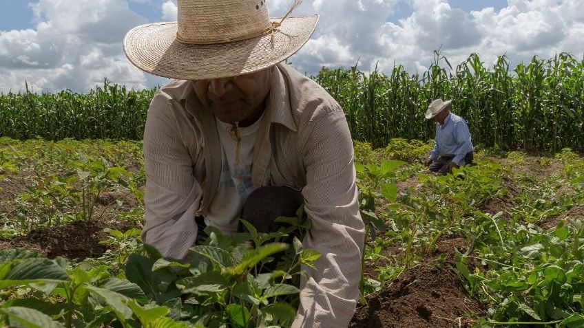 Crisis en campo de Sonora: Altos costos de fertilizantes 'golpean' a agricultores locales