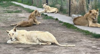 Felinos rescatados de la Fundación Black Jaguar - White Tiger, en CDMX, llegarán pronto a Puebla