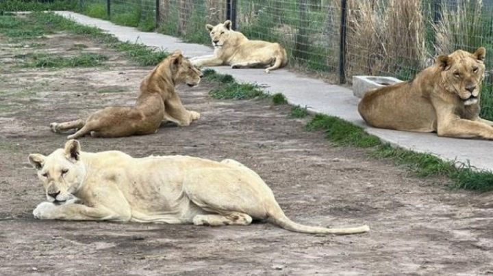 Felinos rescatados de la Fundación Black Jaguar - White Tiger, en CDMX, llegarán pronto a Puebla