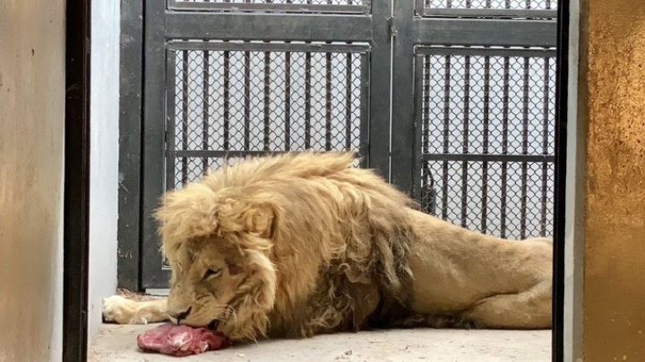 Arriban a Morelia más felinos rescatados de la Fundación Black Jaguar; este es su estado de salud