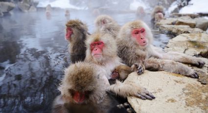 Japón registra inusuales ataques de monos merodeadores; hasta ahora han herido a 42 personas