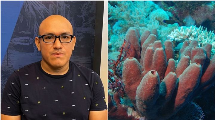 Biólogo mexicano encuentra propiedades en esponjas marinas para combatir el Covid-19