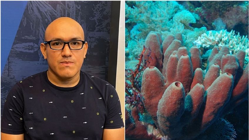 Biólogo mexicano encuentra propiedades en esponjas marinas para combatir el Covid-19