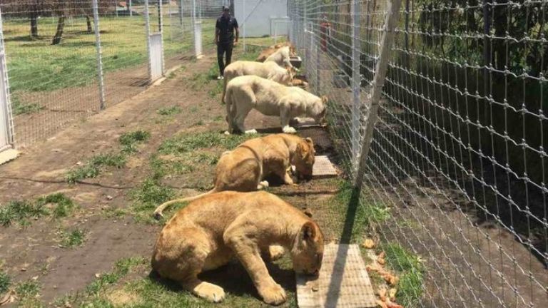 Fundación  Black Jaguar 