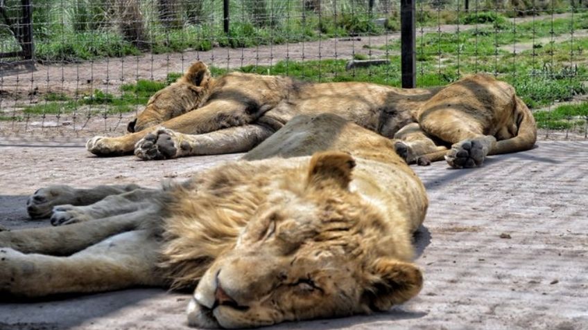 Aseguran que otra leona de la Fundación Black Jaguar está a punto de morir; culpan a Propfepa