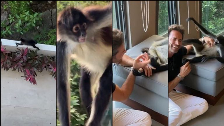 Sebastián Rulli se retrata con una mona