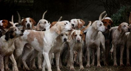 Atroz: Animalistas de Empalme y Guaymas denuncian a un carnicero que vende carne de perro