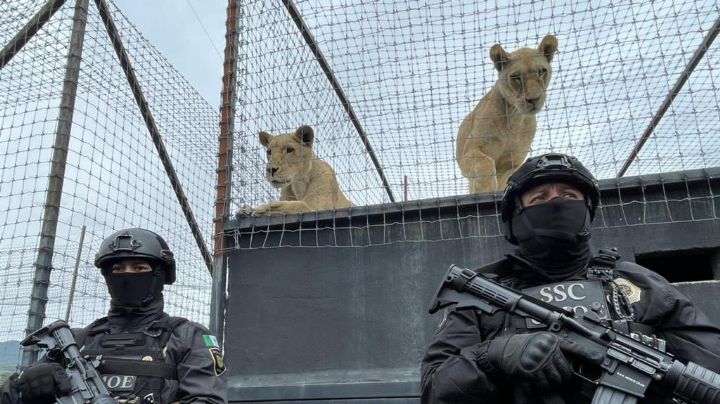 Continúa la valoración de los felinos de la Fundación Black Jaguar tras resguardo de la SSC