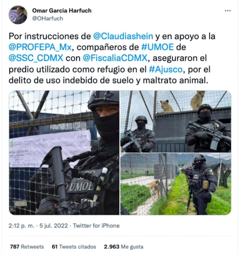 Felinos CDMX 