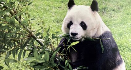 Embajada de China y la CDMX planean traer más pandas tras la muerte de Shaun Shuan