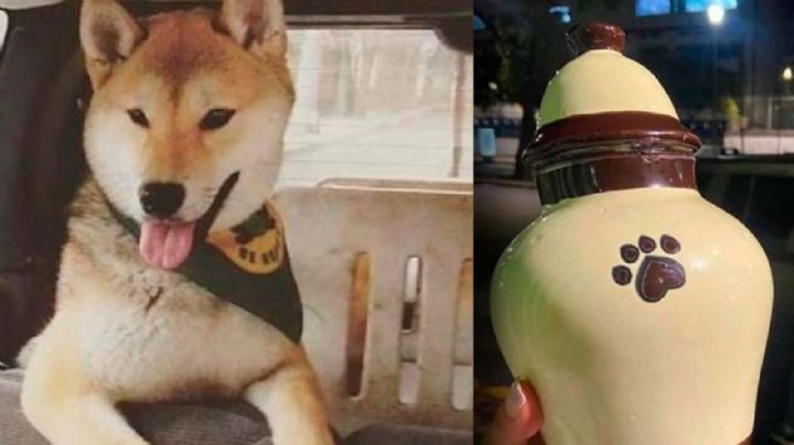 Mujer busca justicia para 'Maple': Envió a su perro a entrenamiento y regresó en cenizas