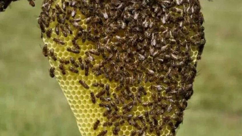 Otro ataque de abejas en el Valle del Yaqui; 3 menores y 4 adultos resultan afectados