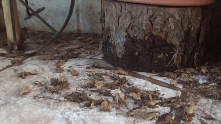 Vecinos viven entre una plaga de grillos en este fraccionamiento de Navojoa