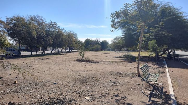 Reforestación, un tema pendiente en Ciudad Obregón; se talan árboles, pero muy pocos se reforestan