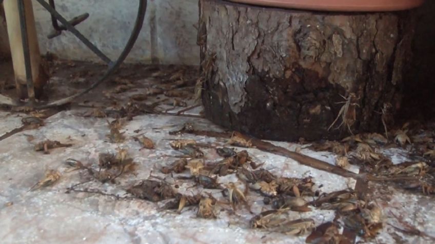 Vecinos viven entre una plaga de grillos en este fraccionamiento de Navojoa