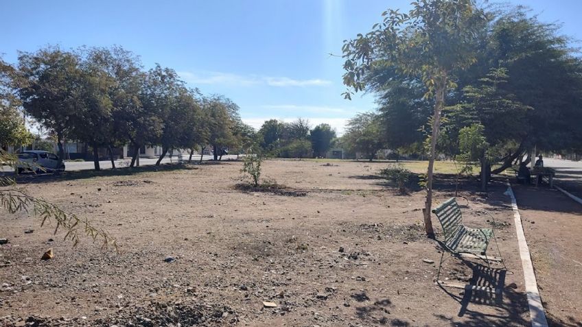 Reforestación, un tema pendiente en Ciudad Obregón; se talan árboles, pero muy pocos se reforestan