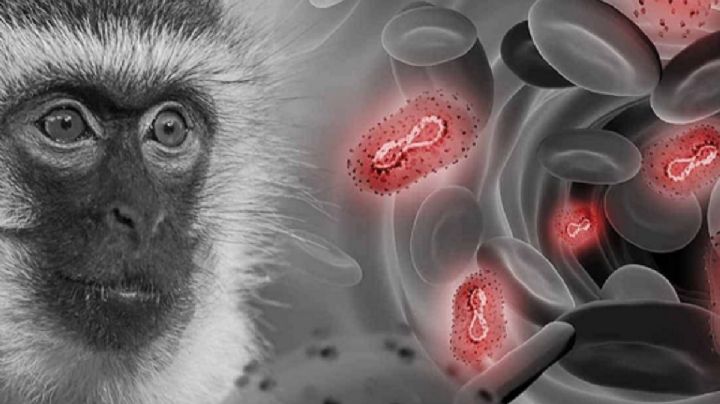 En la CDMX se concentra más del 50% de los casos de viruela de mono registrados en México