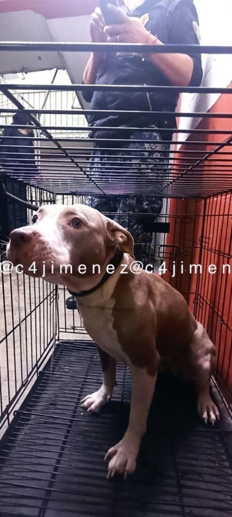 En la imagen, la pitbull de Karla Fernanda 'N'. Foto: Twitter