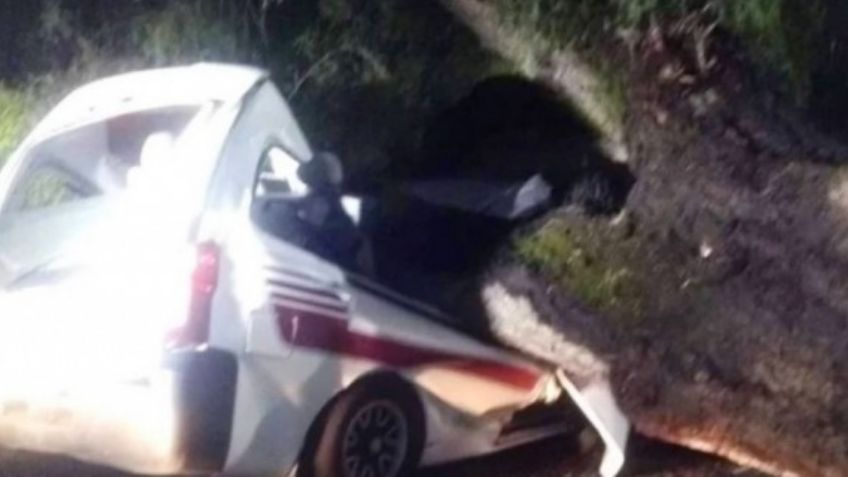 (VIDEO) Lamentable: Por lluvias, suelo se reblandece y árbol cae sobre una 'combi'; chofer murió