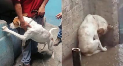 Conoce la historia de Leo, el perrito rescatado de una azotea en un domicilio de la CDMX