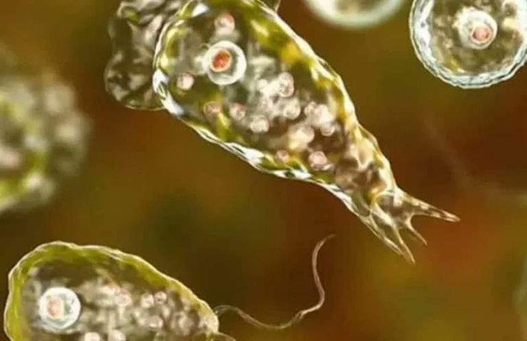 Ameba naegleria fowleri