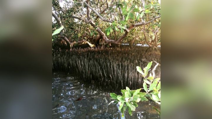 Se destinan casi 20mdp para la reforestación de manglares en Navojoa