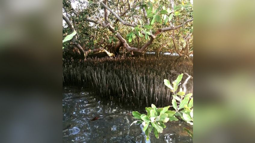 Se destinan casi 20mdp para la reforestación de manglares en Navojoa