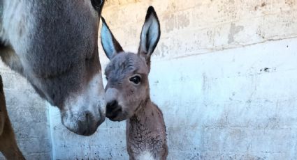 En Burrolandia crece la familia: Ya buscan un nombre para la nueva integrante