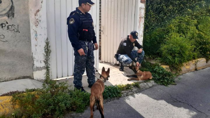 Rescatan a 2 perritos maltratados por un sujeto en una vivienda de la Magdalena Contreras