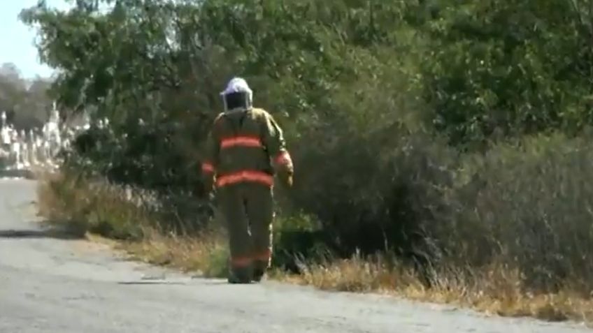 Ciudad Obregón: Enjambre de abejas ataca a 3 masculinos; víctimas son llevadas a urgencias