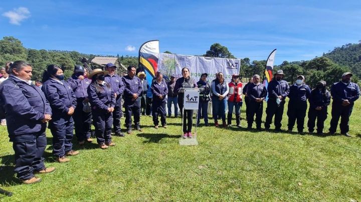 CDMX verde: Plantan más de 28 mil árboles en la alcaldía Tlalpan, buscan reforestar la zona