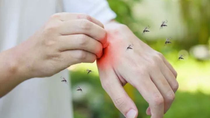 Precaución: Navojoa se convierte en el epicentro del dengue en Sonora; hay más de 100 casos